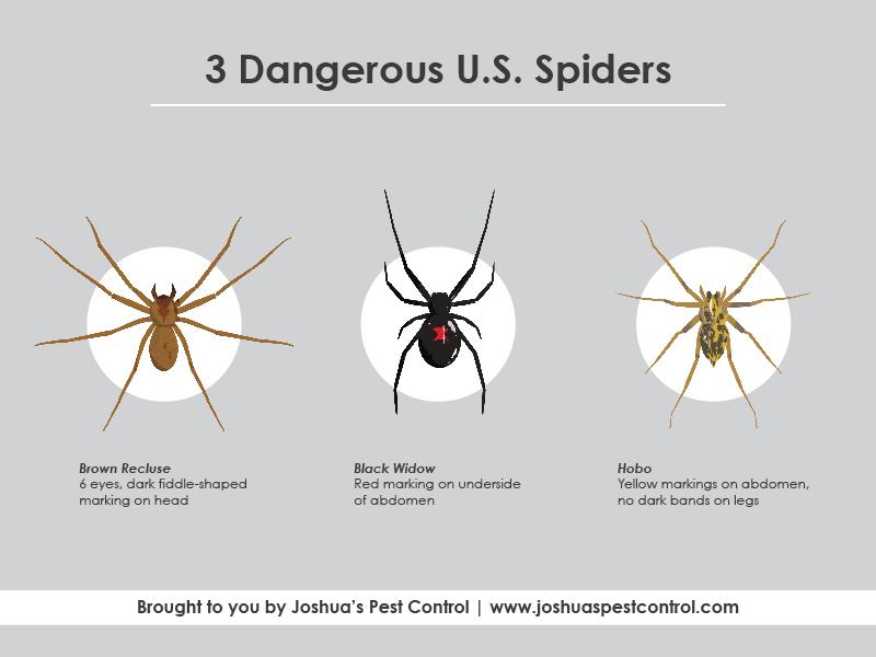 3 Dangerous Us Spiders Joshuas Pest Control