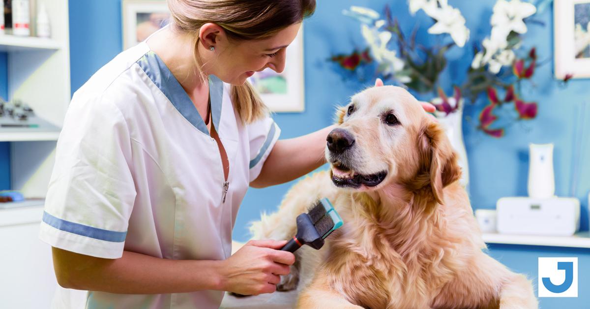 How to Identify, Prevent & Treat Flea Infestations Joshuas Pest Control