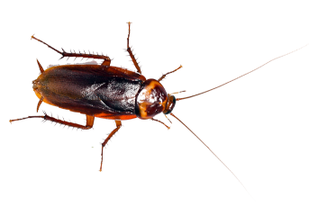american-cockroach
