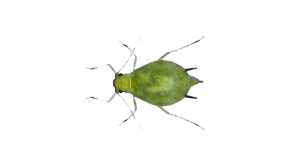 aphids-img