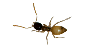 argentine-ant