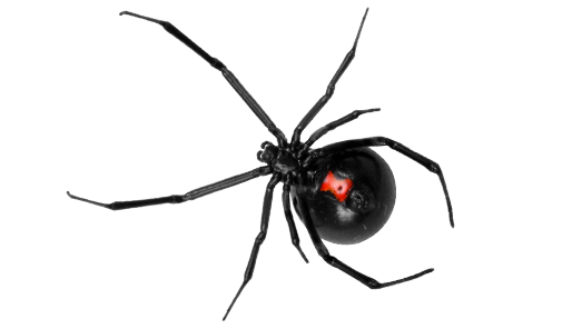 blackwidow-spider