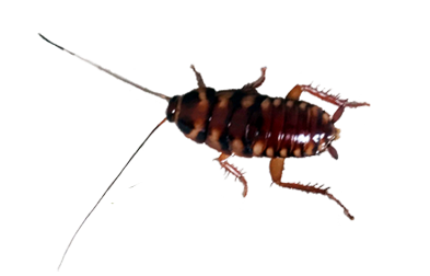 brownbanded-cockroach