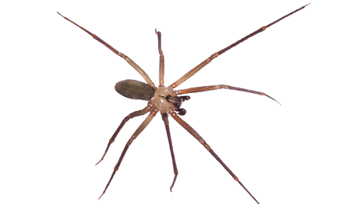 brownrecluse-spider