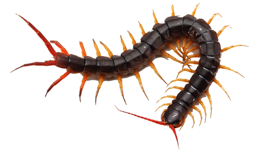 centipedes-img
