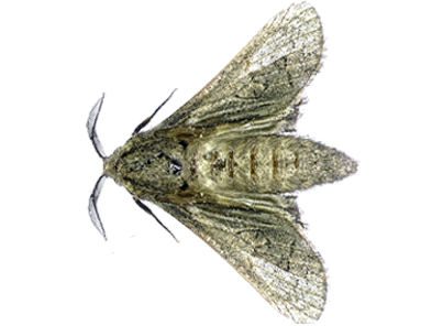 clothing-moth
