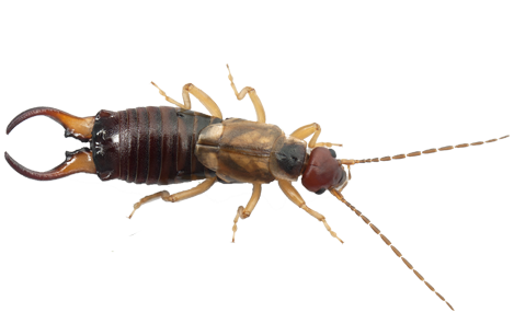 earwigs-img