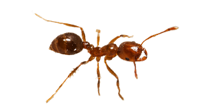 fire-ant