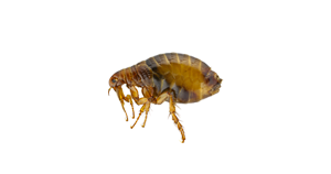fleas-img