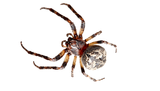 garden-spider