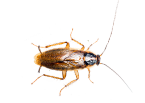 german-cockroach