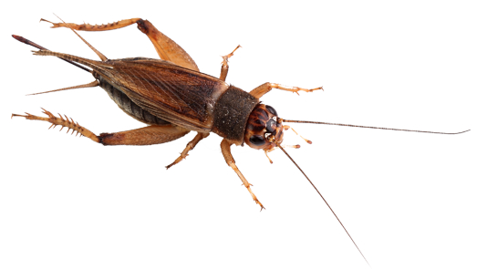 crickets-img