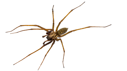 house-spider