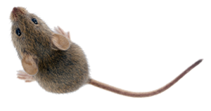 mice-img