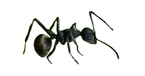 odorous-ant