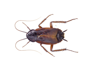 oriental-cockroach