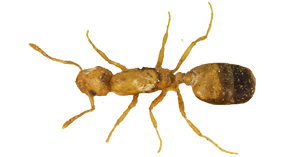 pharaoh-ant
