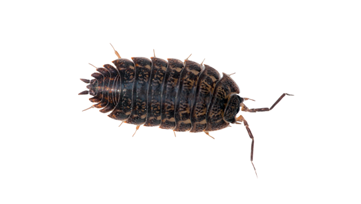 pillbug-img