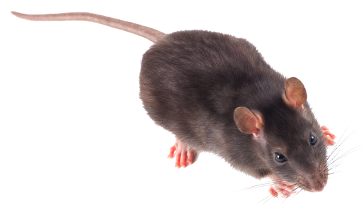rats-img