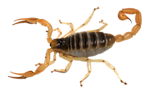 scorpions-img