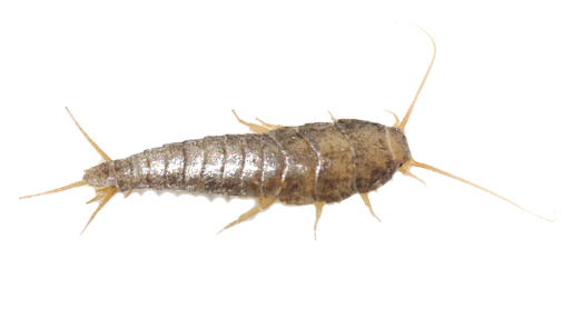 crickets-img