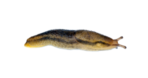 slugs-img