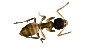 thief-ant