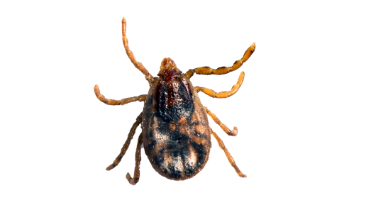ticks-img
