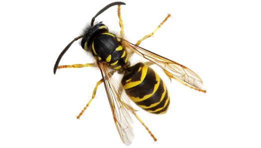 wasps-img