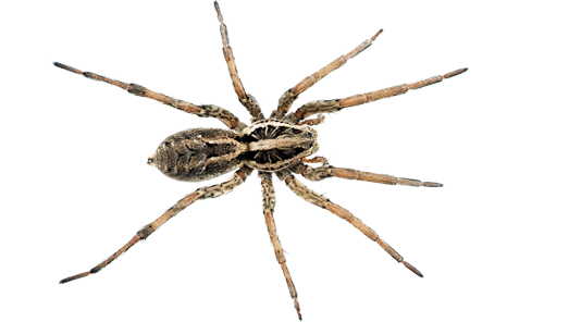 wolf-spider